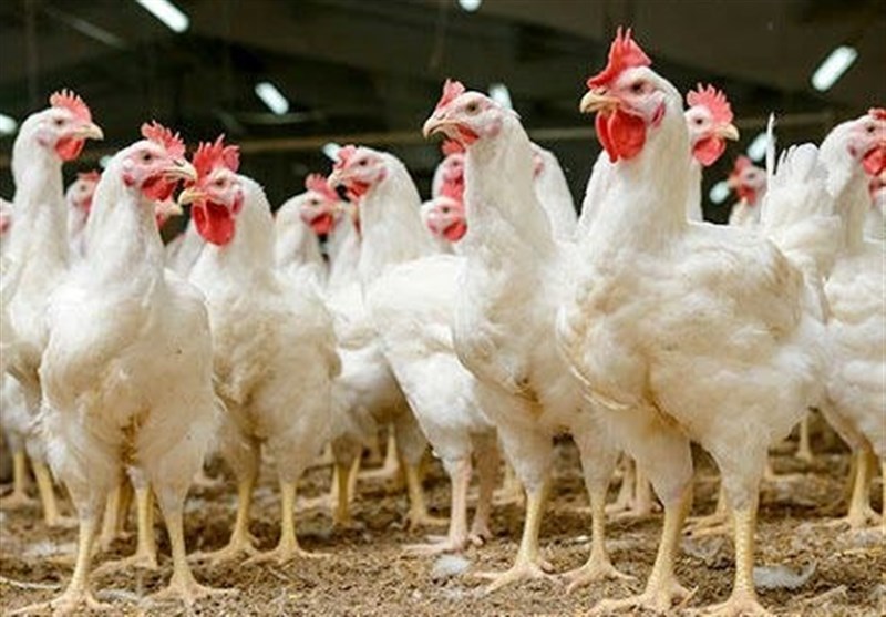 ضریب تبدیل مرغ آرین به ۱٫۷ درصد کاهش یافت