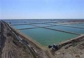 افتتاح 50 هکتار اراضی ساحلی استان بوشهر برای پرورش آبزیان