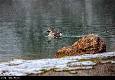 بارش برف در طاقبستان - کرمانشاه 