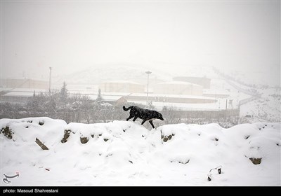 تهران برفی