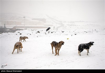 تهران برفی