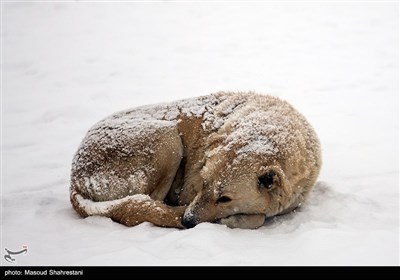 تهران برفی