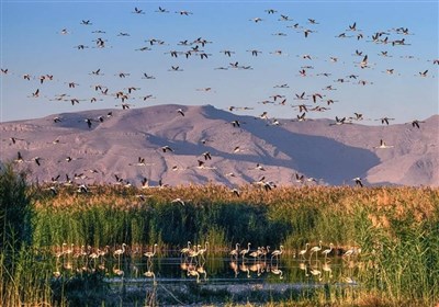  آب به "بختگان" نیمه‌جان می‌رسد! 