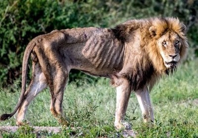 محیط زیست مازندران: به مالک باغ وحش ساری برای انجام معاینه "شیر لاغر" توصیه کردیم! + فیلم