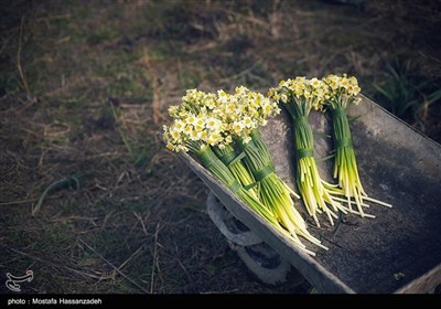 مزرعه گل نرگس در گلستان- عکس مستند تسنیم