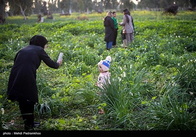 Growers Harvest Daffodils for Cut Flowers in Southwest Iran