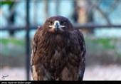 نجات عقاب خوش‌شانس توسط راهدار کهگیلویه و بویراحمدی + تصویر