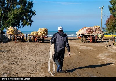 صید ماهی استخوانی