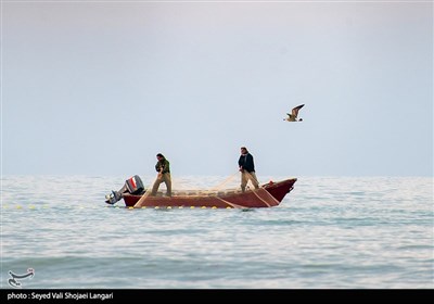 Fishermen Catch Bony Fish in Caspian Sea