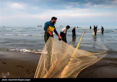 صید ماهی استخوانی