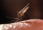 شناسایی 1166 مبتلا به مالاریا در منطقه بلوچستان