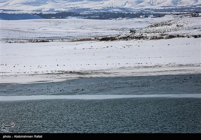 طبیعت زمستانی تالاب آبشینه همدان