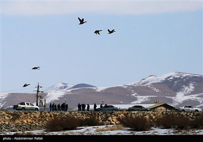 طبیعت زمستانی تالاب آبشینه همدان