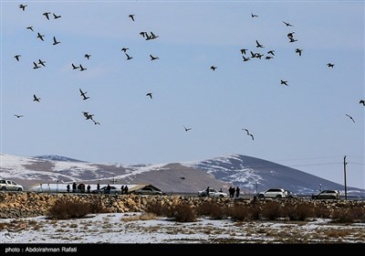 طبیعت زمستانی تالاب آبشینه همدان