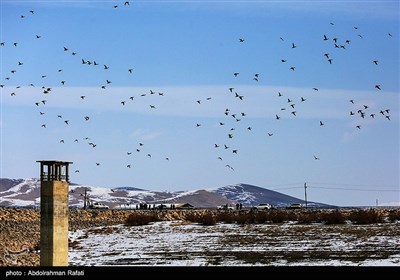 طبیعت زمستانی تالاب آبشینه همدان