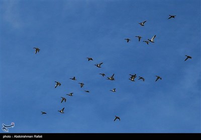 طبیعت زمستانی تالاب آبشینه همدان