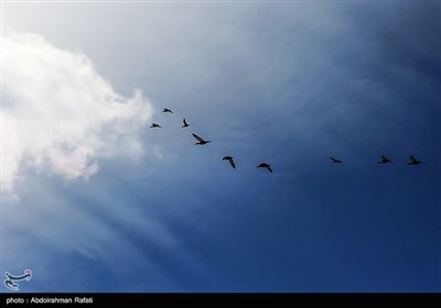 طبیعت زمستانی تالاب آبشینه همدان