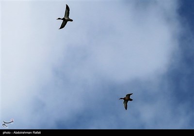 طبیعت زمستانی تالاب آبشینه همدان