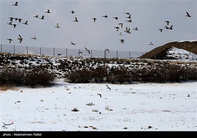 طبیعت زمستانی تالاب آبشینه همدان