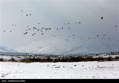 طبیعت زمستانی تالاب آبشینه همدان