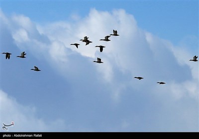 طبیعت زمستانی تالاب آبشینه همدان