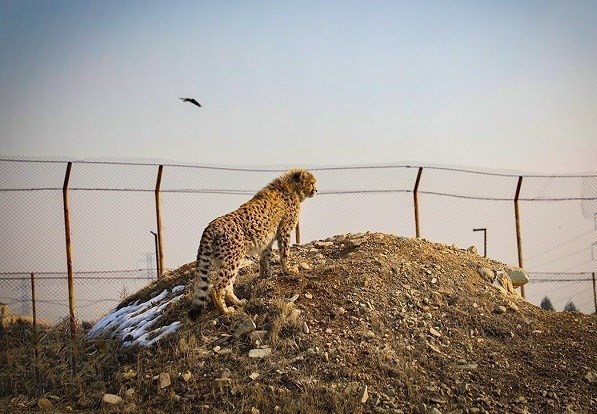یوزپلنگ ایرانی , حیات وحش , سازمان محیط زیست , 