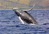 تلف شدن 18 نهنگ گوژپشت در سواحل آمریکا