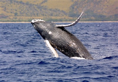 تلف شدن 18 نهنگ گوژپشت در سواحل آمریکا