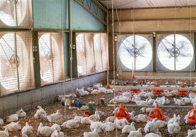 وزیر جهاد کشاورزی: سیستان و بلوچستان در تولید مرغ گوشتی خودکفا می‌شود