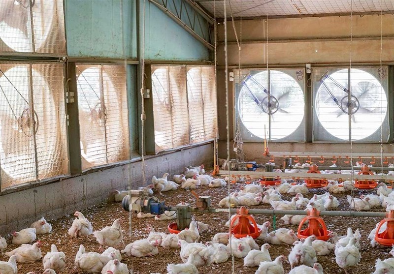 سیب سوران قطب تولید گوشت مرغ در سیستان و بلوچستان می‌شود