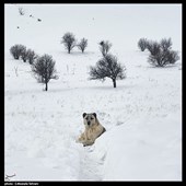 بدون عنوان