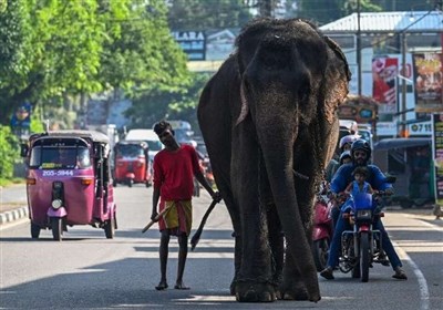 &quot;مرگ فیل‌ها&quot; باعث ممنوعیت خرید‌و‌فروش پلاستیک یکبارمصرف در سریلانکا شد