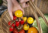 هشدار اتحادیه‌های کشاورزی انگلیس درباره خطر بزرگ برای امنیت تامین میوه و سبزیجات