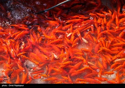 پرورش ماهی قرمز - گیلان