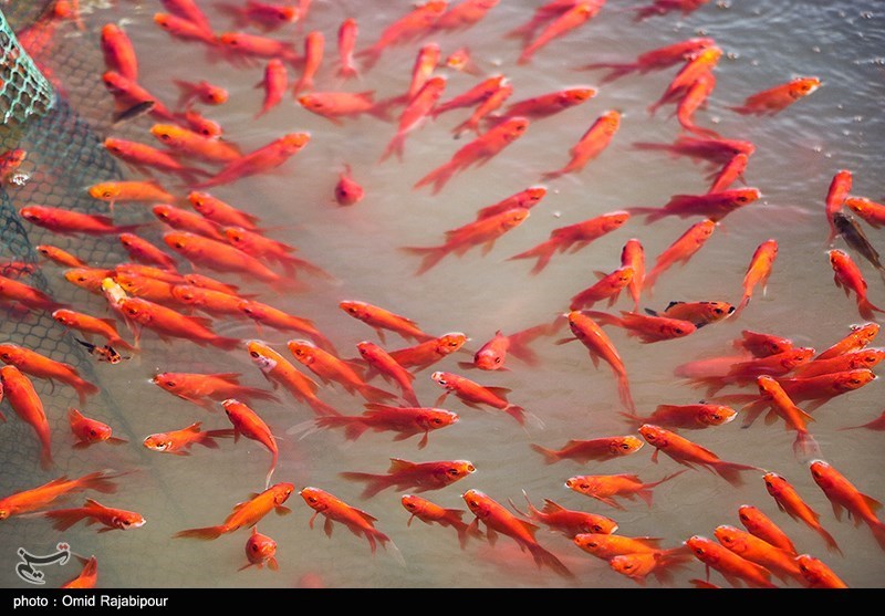 &quot;ماهی قرمز&quot; و &quot;سبزه عید&quot; دشمنان محیط زیست سر سفره هفت‌سین!