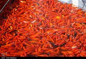 ماهیان قرمز فقط در حوضچه‌هایی مشخص شده شهرداری تهران رهاسازی شود