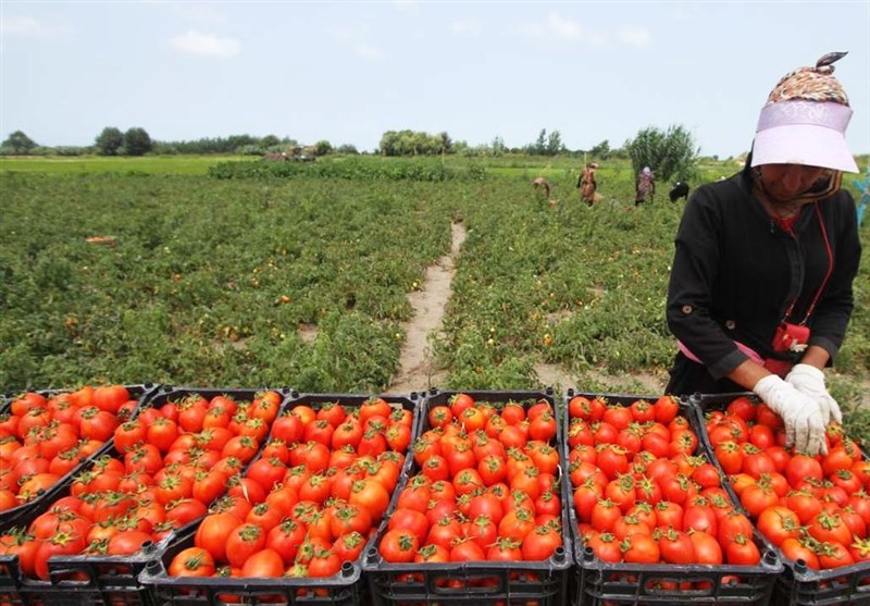 برداشت گوجه فرنگی و پیاز بهاره در شهرستان فنوج