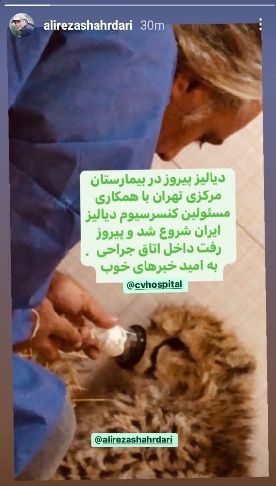یوزپلنگ ایرانی , 
