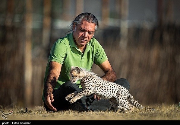 یوزپلنگ ایرانی , حیات وحش , سازمان محیط زیست , بحران های محیط زیست , 