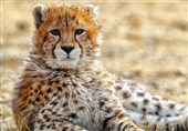 Iran&apos;s Rare Asiatic Cheetah Cub Dies of Kidney Failure