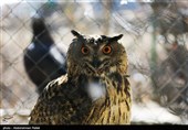 Birds of Prey Fly Back into The Wild after Rehabilitation in Iran