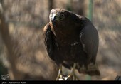 Birds of Prey Fly Back into The Wild after Rehabilitation in Iran