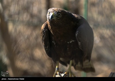 رهاسازی پرندگان شکاری در طبیعت-همدان