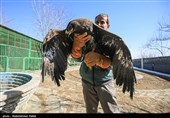 Birds of Prey Fly Back into The Wild after Rehabilitation in Iran