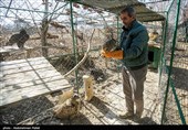 Birds of Prey Fly Back into The Wild after Rehabilitation in Iran