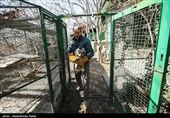 Birds of Prey Fly Back into The Wild after Rehabilitation in Iran