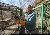 Birds of Prey Fly Back into The Wild after Rehabilitation in Iran