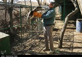 Birds of Prey Fly Back into The Wild after Rehabilitation in Iran