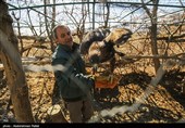 Birds of Prey Fly Back into The Wild after Rehabilitation in Iran