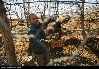 رهاسازی پرندگان شکاری در طبیعت-همدان